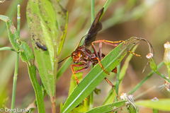 Poecilopompilus algidus