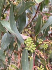 Eucalyptus obliqua