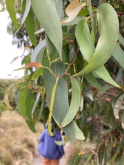 Eucalyptus obliqua