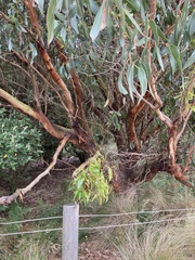 Eucalyptus obliqua