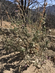 Malacothamnus orbiculatus