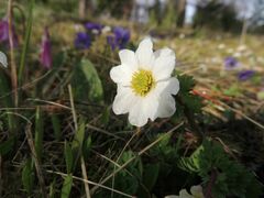 Callianthemum sajanense