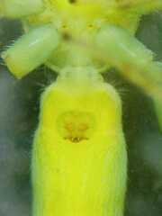 Nusatidia borneensis