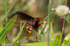 Poecilopompilus algidus