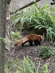 Ailurus fulgens