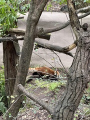 Ailurus fulgens