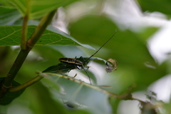 Epepeotes ambigenus formosanus