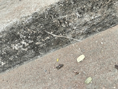 Schizocephala bicornis