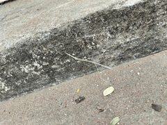 Schizocephala bicornis