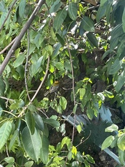 Spindalis portoricensis
