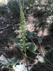 Platanthera elegans elegans