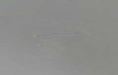 Zenarchopterus buffonis