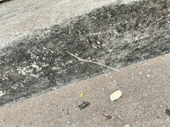 Schizocephala bicornis