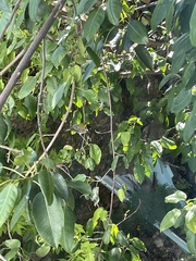Spindalis portoricensis