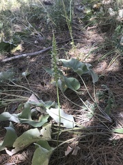 Platanthera elegans elegans