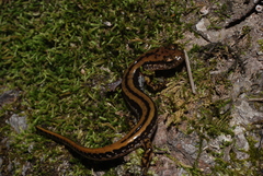 Eurycea guttolineata