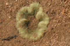 Stichodactyla haddoni