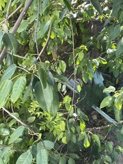 Spindalis portoricensis