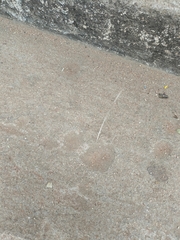 Schizocephala bicornis