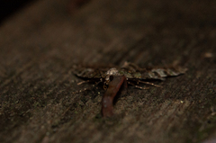 Hydriomena nubilofasciata