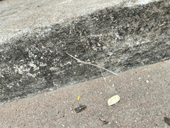 Schizocephala bicornis