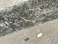 Schizocephala bicornis