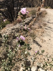 Malacothamnus orbiculatus