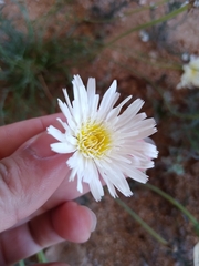 Calycoseris wrightii