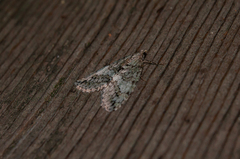 Hydriomena nubilofasciata