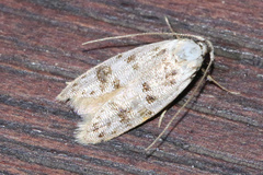Scatochresis innumera