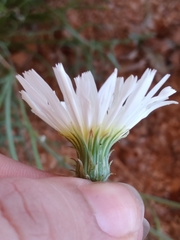 Calycoseris wrightii