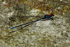 Argia fulgida