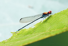 Argia fulgida