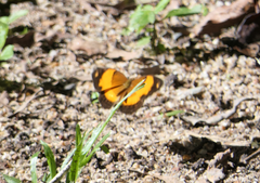 Cupha prosope