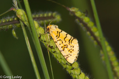 Chrysoecia atrolinea