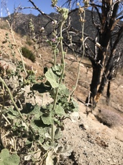 Malacothamnus orbiculatus