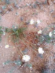 Calycoseris wrightii