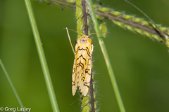 Chrysoecia atrolinea