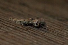 Hydriomena nubilofasciata