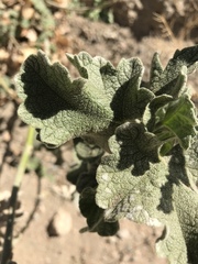 Malacothamnus orbiculatus