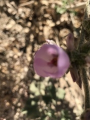 Malacothamnus orbiculatus