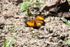 Cupha prosope