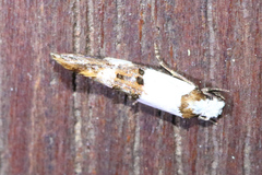 Monopis meliorella