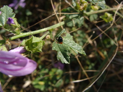 Malva sylvestris