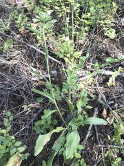 Pyrrocoma carthamoides