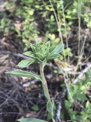 Pyrrocoma carthamoides