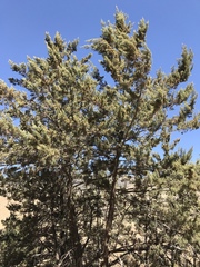 Cupressus nevadensis