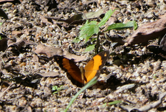 Cupha prosope