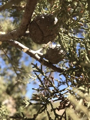 Cupressus nevadensis