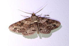 Cleora repetita